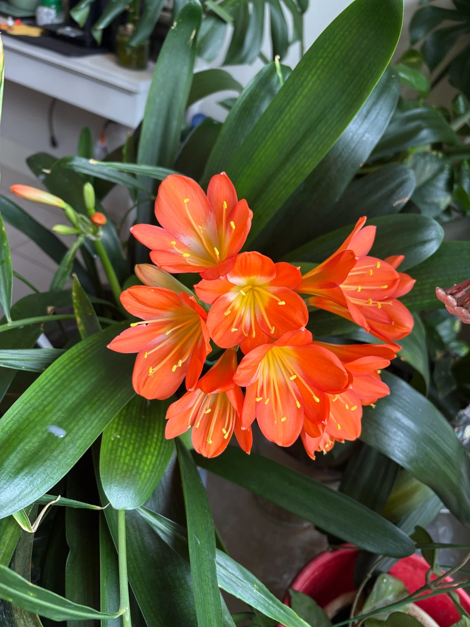 Orange Clivia Plant - photo 5