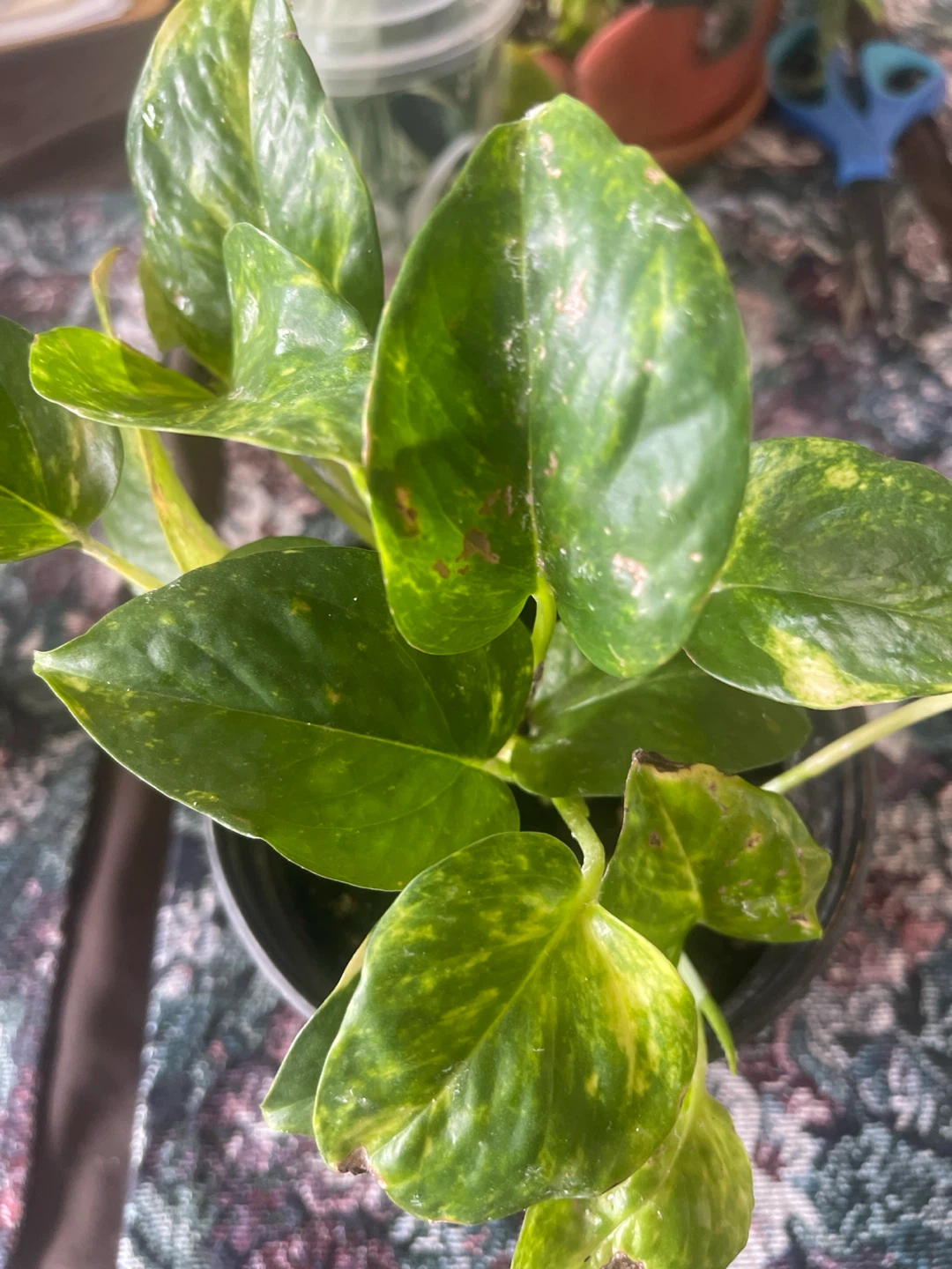 Golden Pothos Plant