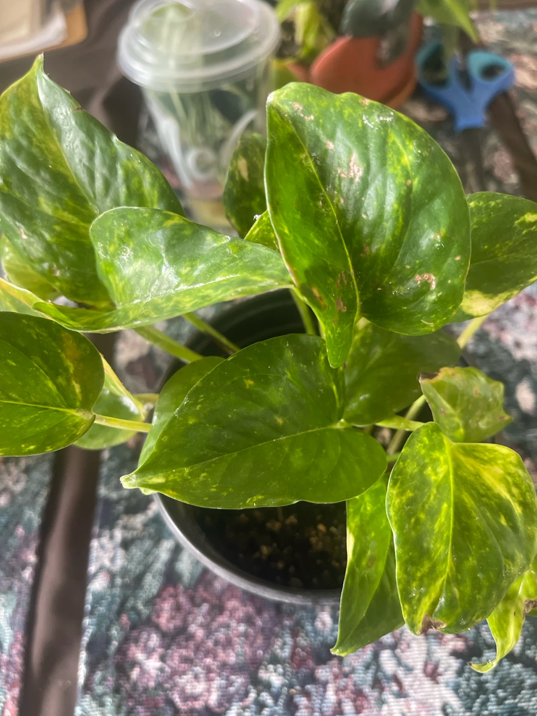 Golden Pothos Plant - photo 2