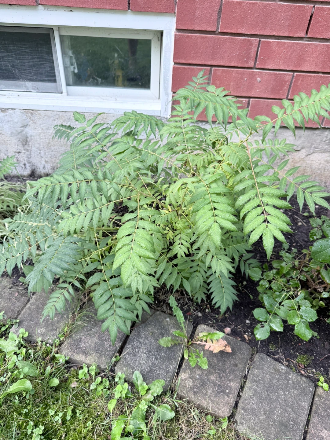 Spirea plants of varying sizes