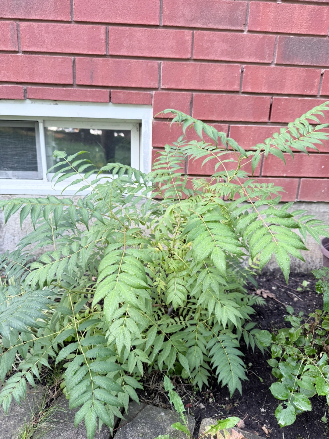 Spirea plants of varying sizes - photo 2