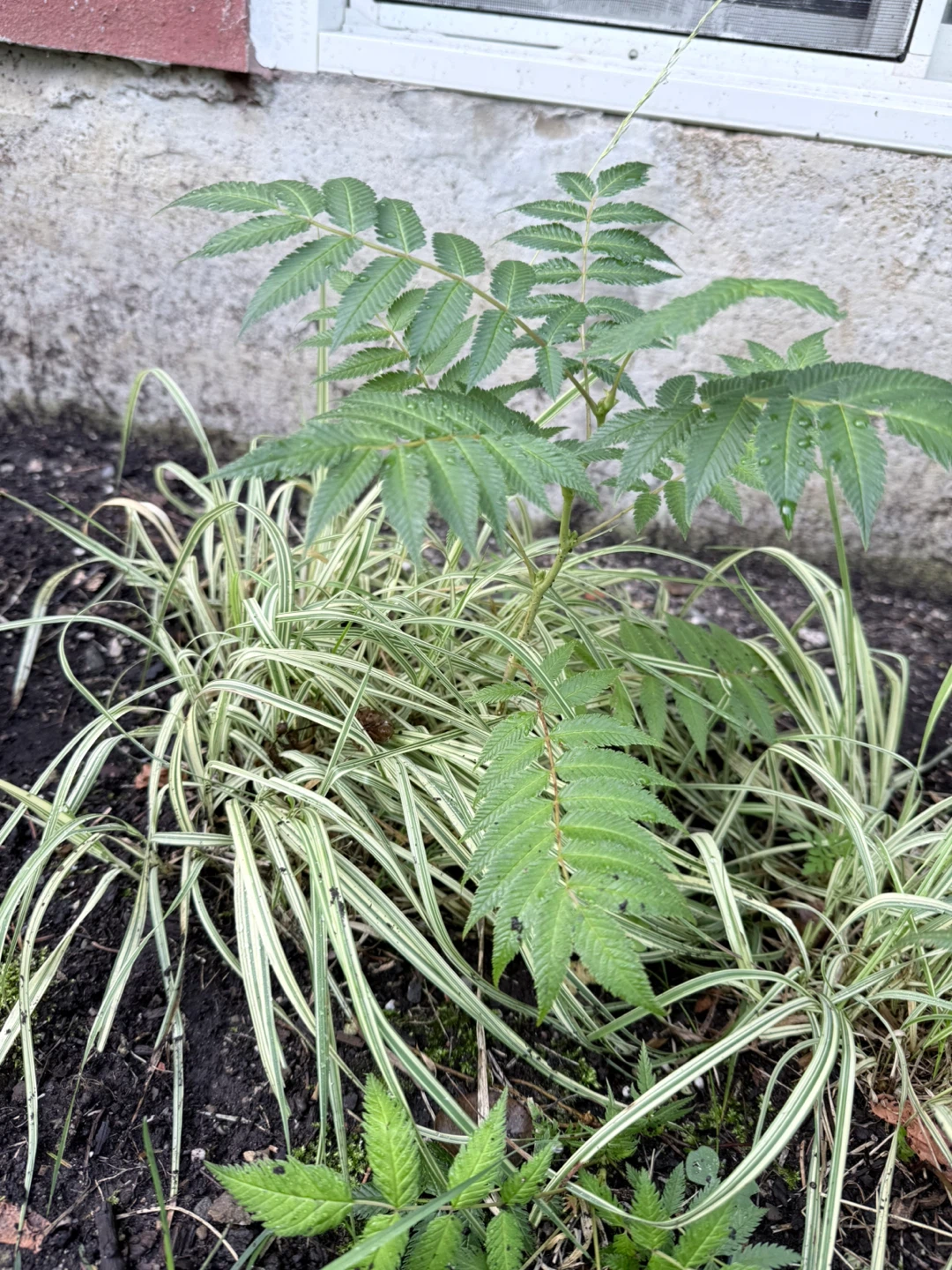 Spirea plants of varying sizes - photo 3