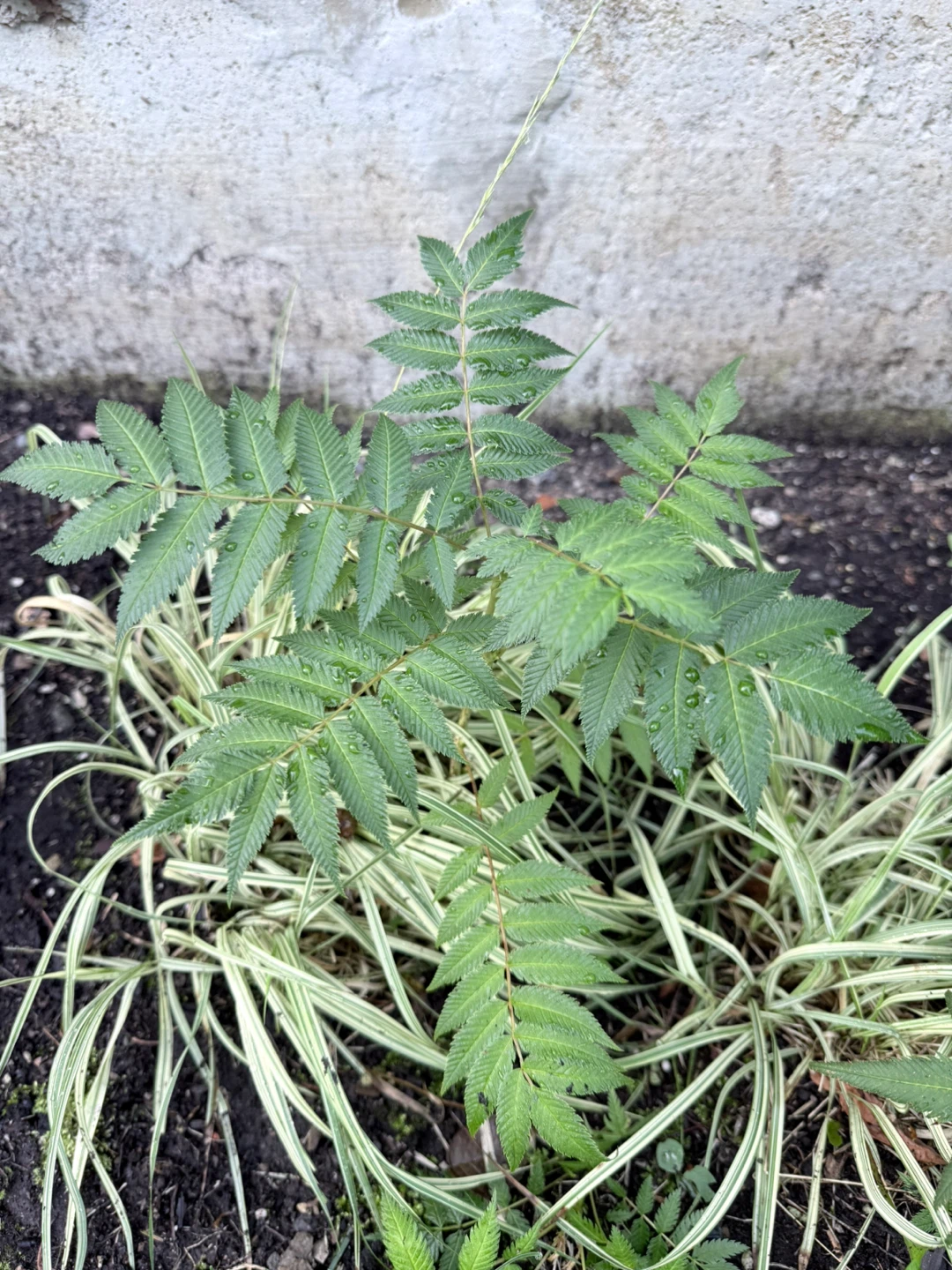 Spirea plants of varying sizes - photo 4