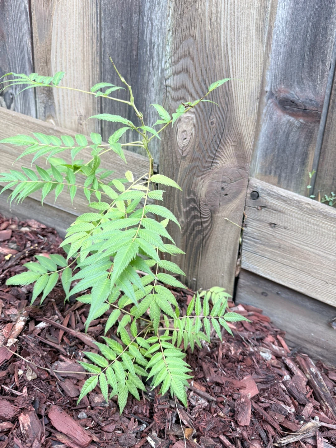 Spirea plants of varying sizes - photo 5