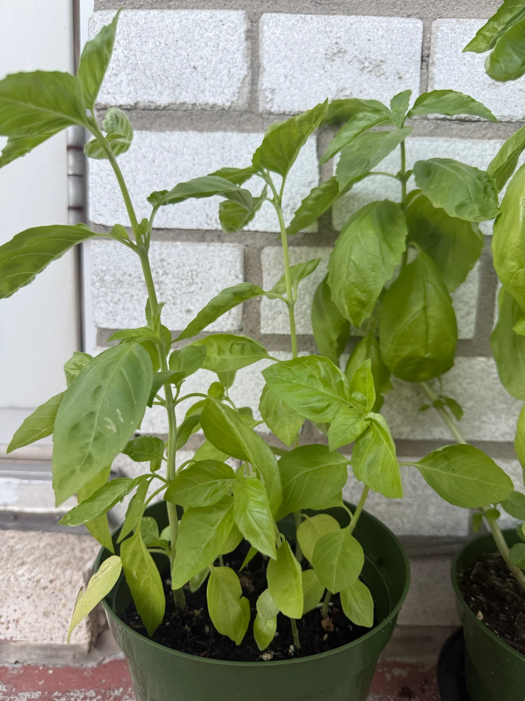 Home grown Basil Plant