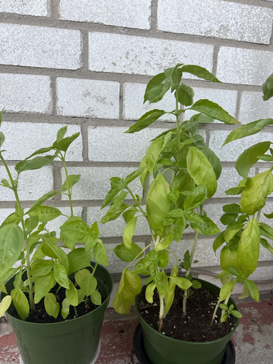 Home grown Basil Plant - photo 3