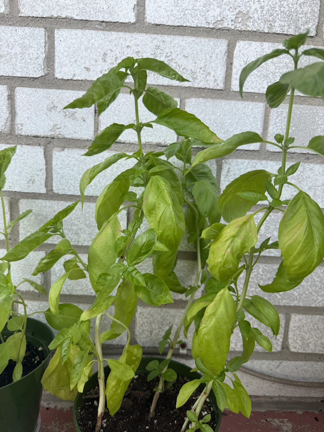 Home grown Basil Plant - photo 2