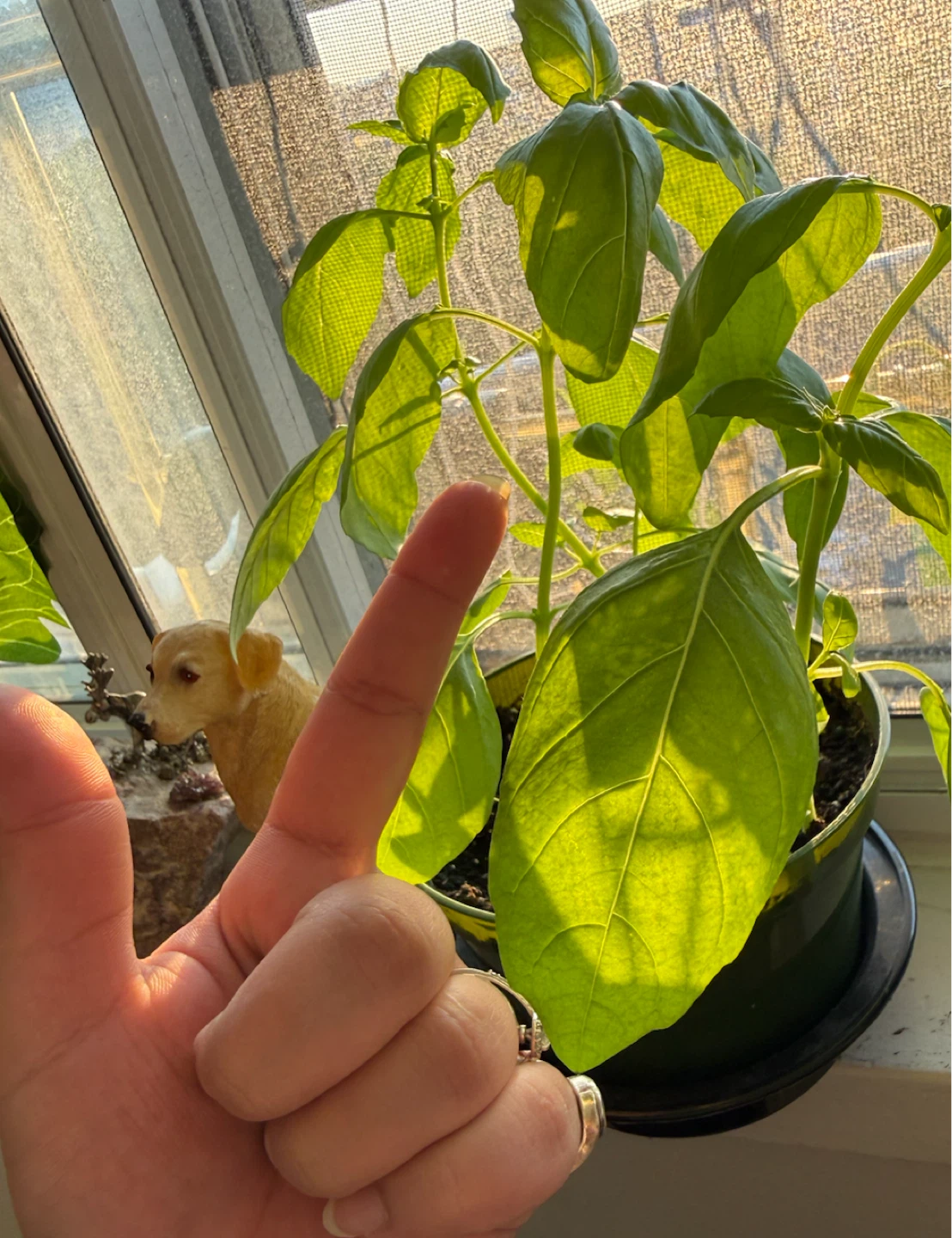 Home grown Basil Plant - photo 4