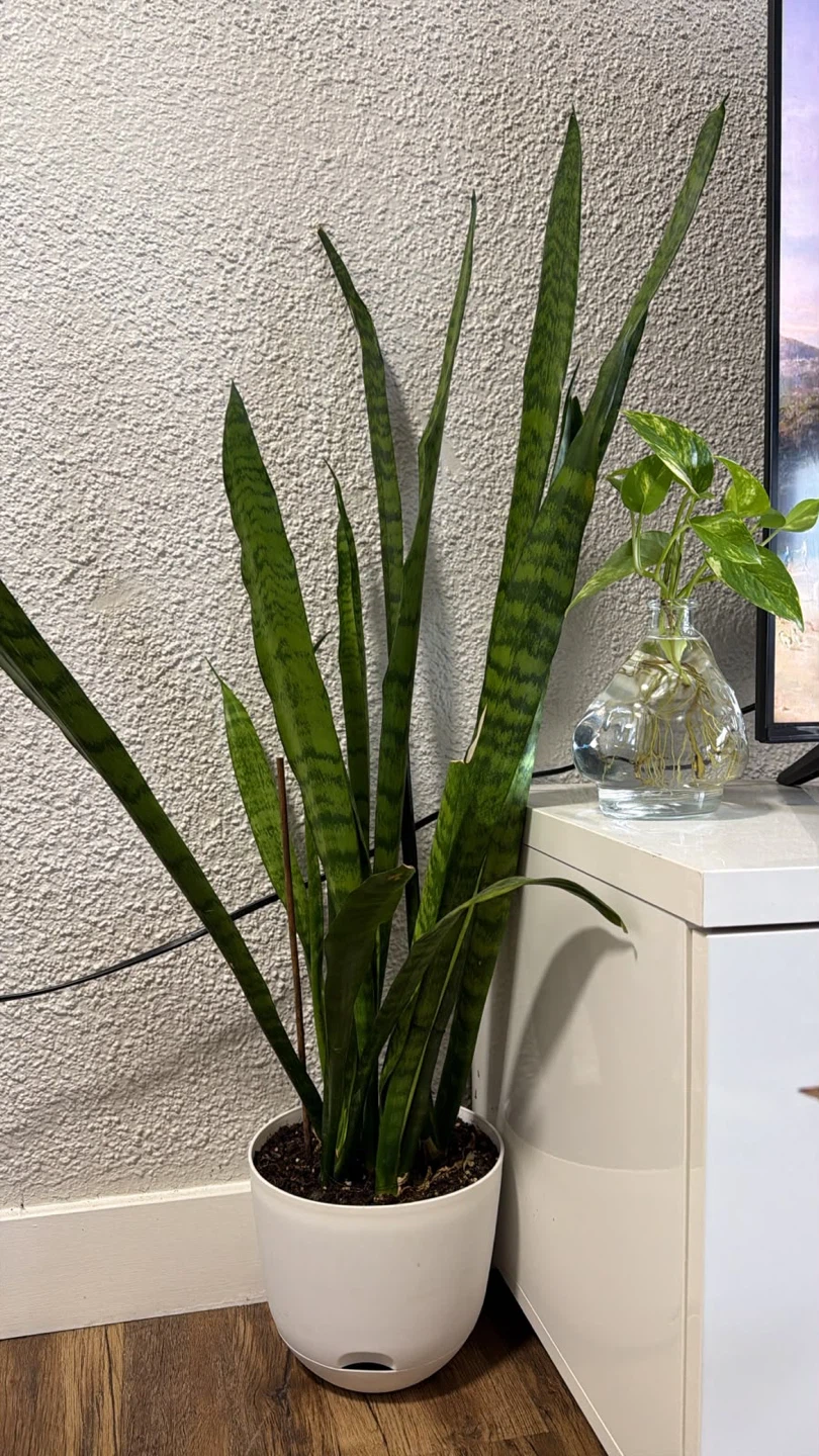 Snake Plant in White Pot