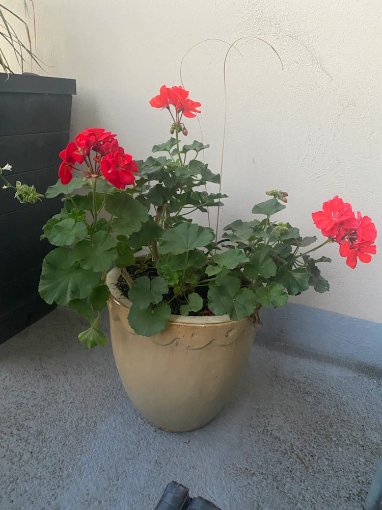 Potted Red Geranium Plant