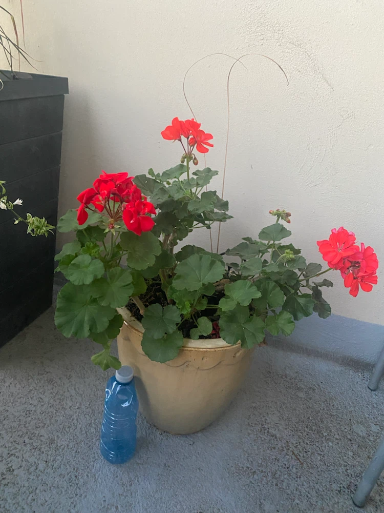 Potted Red Geranium Plant - photo 2