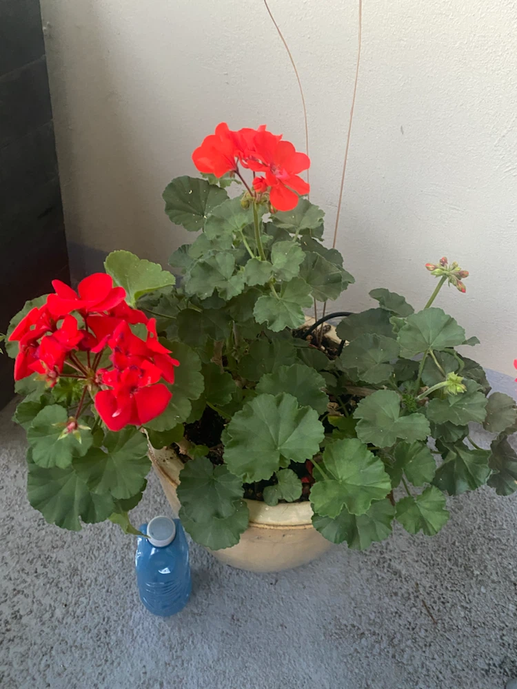 Potted Red Geranium Plant - photo 3