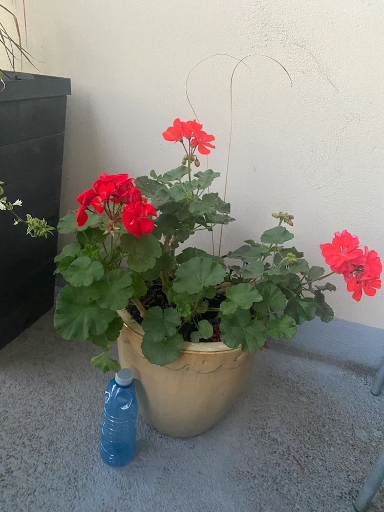 Potted Red Geranium Plant - photo 4