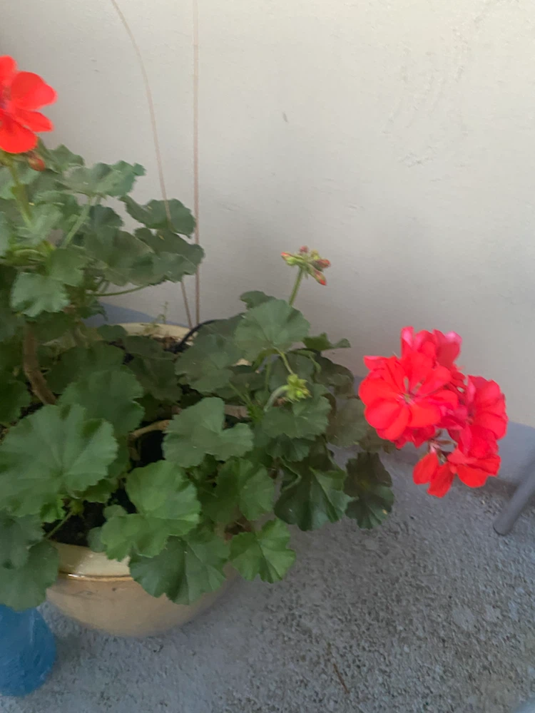 Potted Red Geranium Plant - photo 5