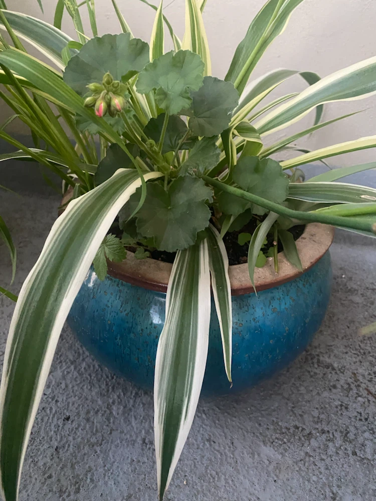 Assorted Potted Plants with Spider Plant and Geranium