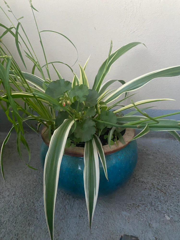 Assorted Potted Plants with Spider Plant and Geranium - photo 2