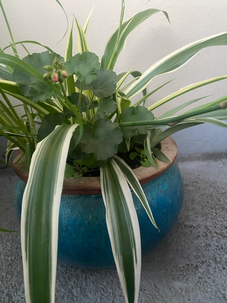 Assorted Potted Plants with Spider Plant and Geranium - photo 3