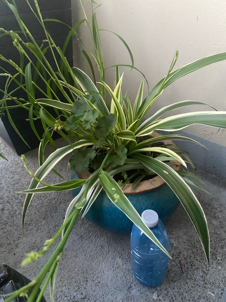 Assorted Potted Plants with Spider Plant and Geranium - photo 4