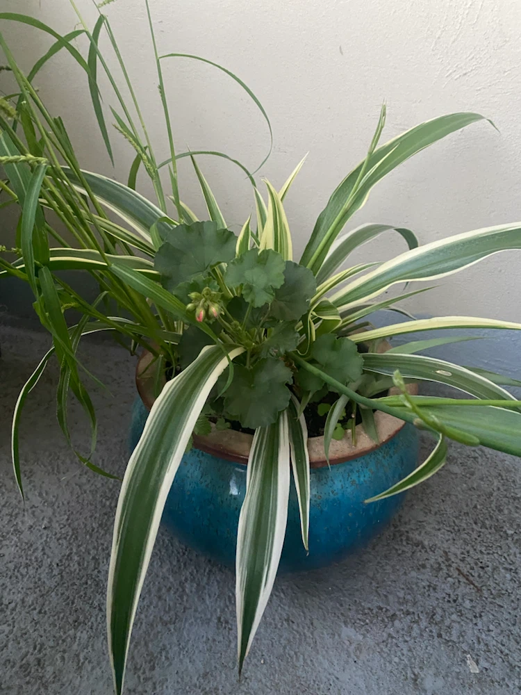 Assorted Potted Plants with Spider Plant and Geranium - photo 5