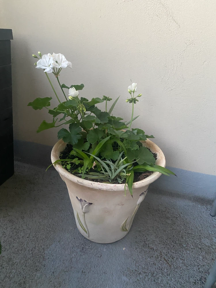 Decorative Ceramic Planter with Tulips