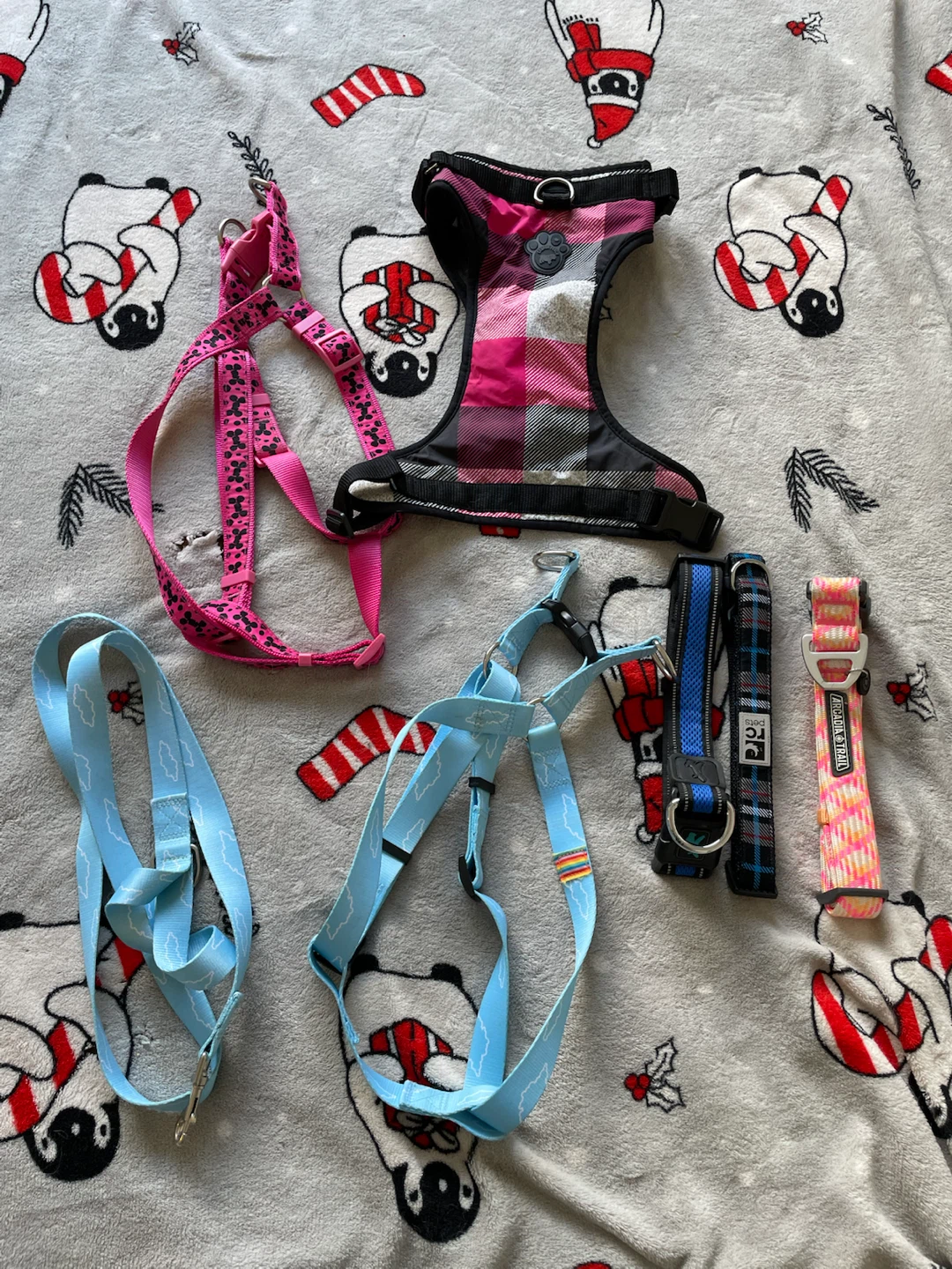 Large Dog Harnesses & Collars Lot