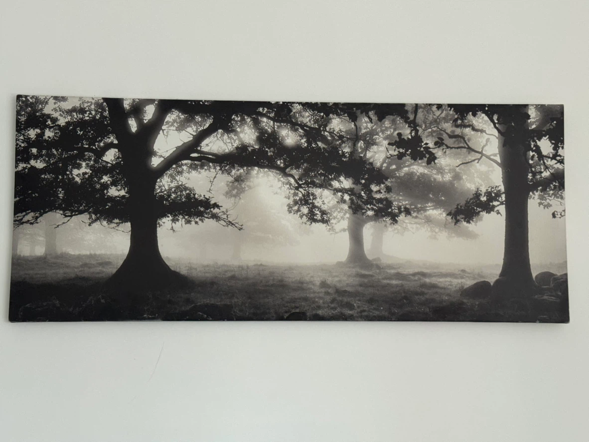Panoramic Canvas Wall Art - Misty Forest Trees
