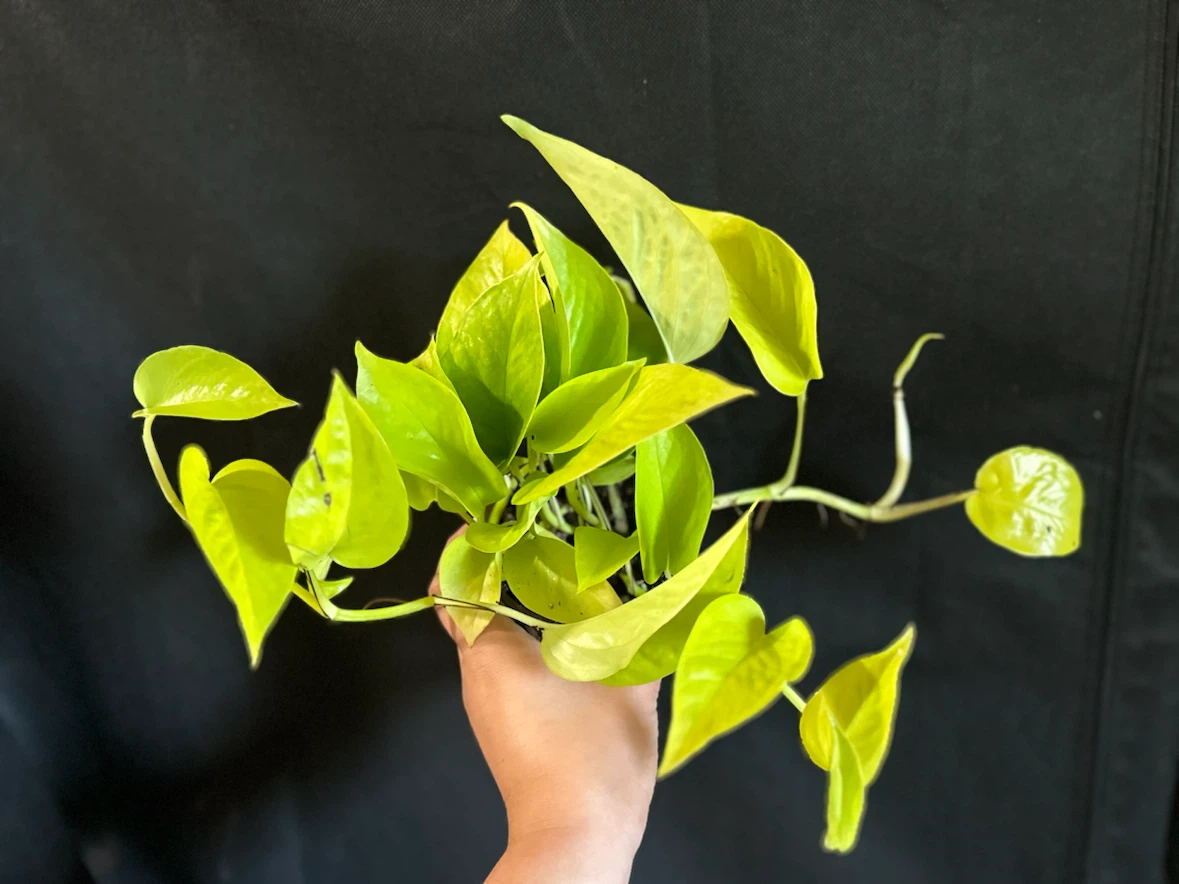 Neon Pothos Plant