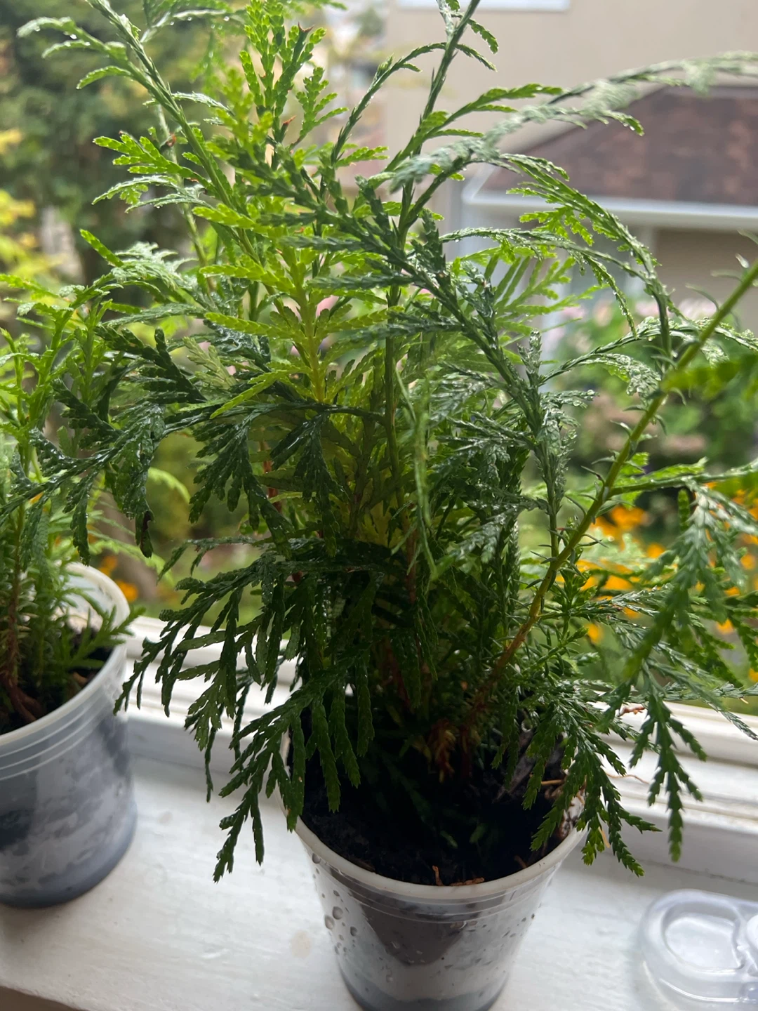 Cedar tree