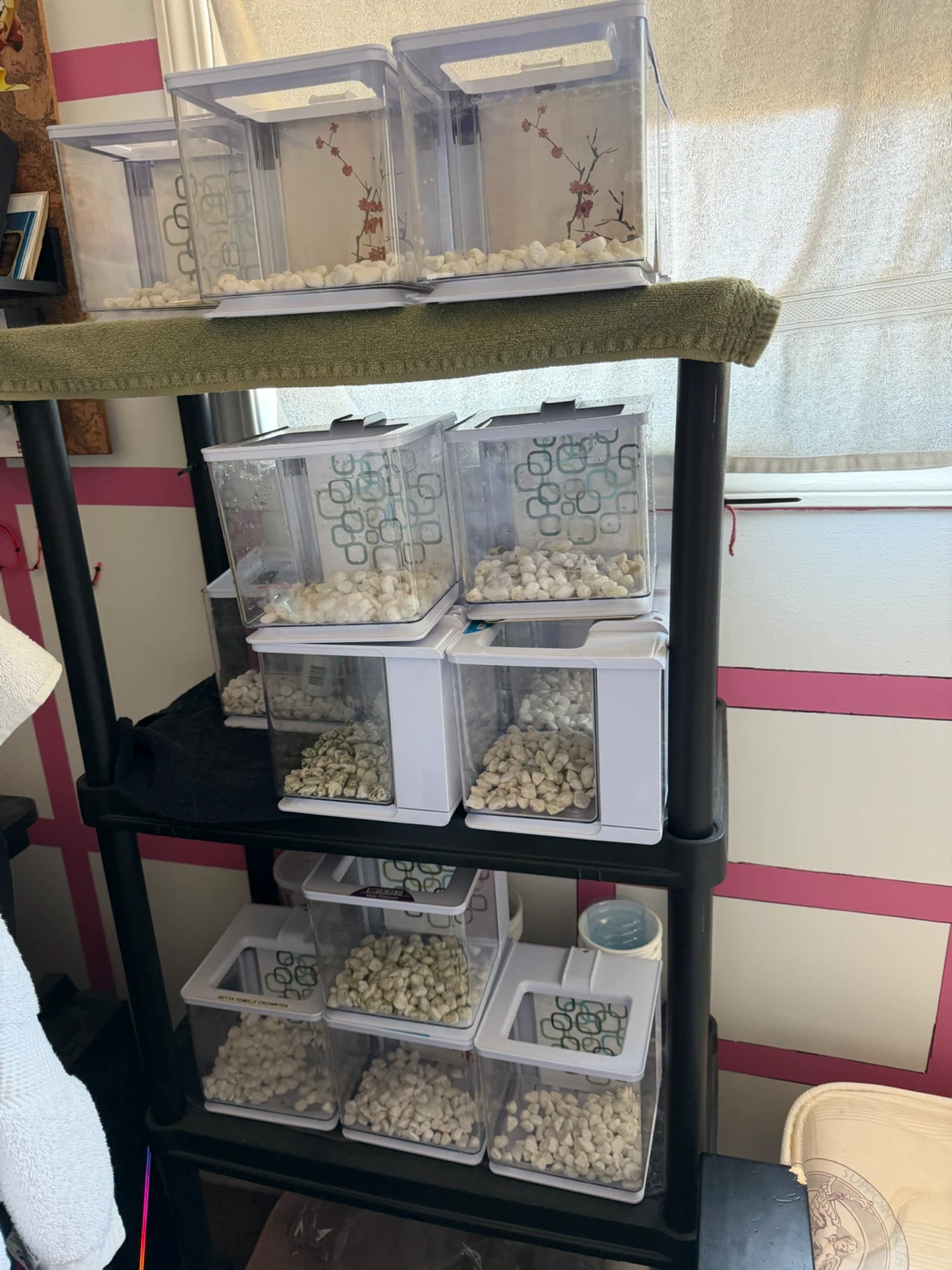 Betta Fish Tank Starter Kits - photo 2
