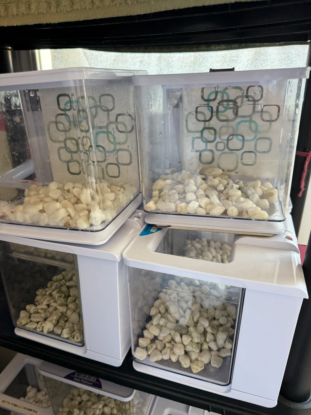 Betta Fish Tank Starter Kits - photo 3