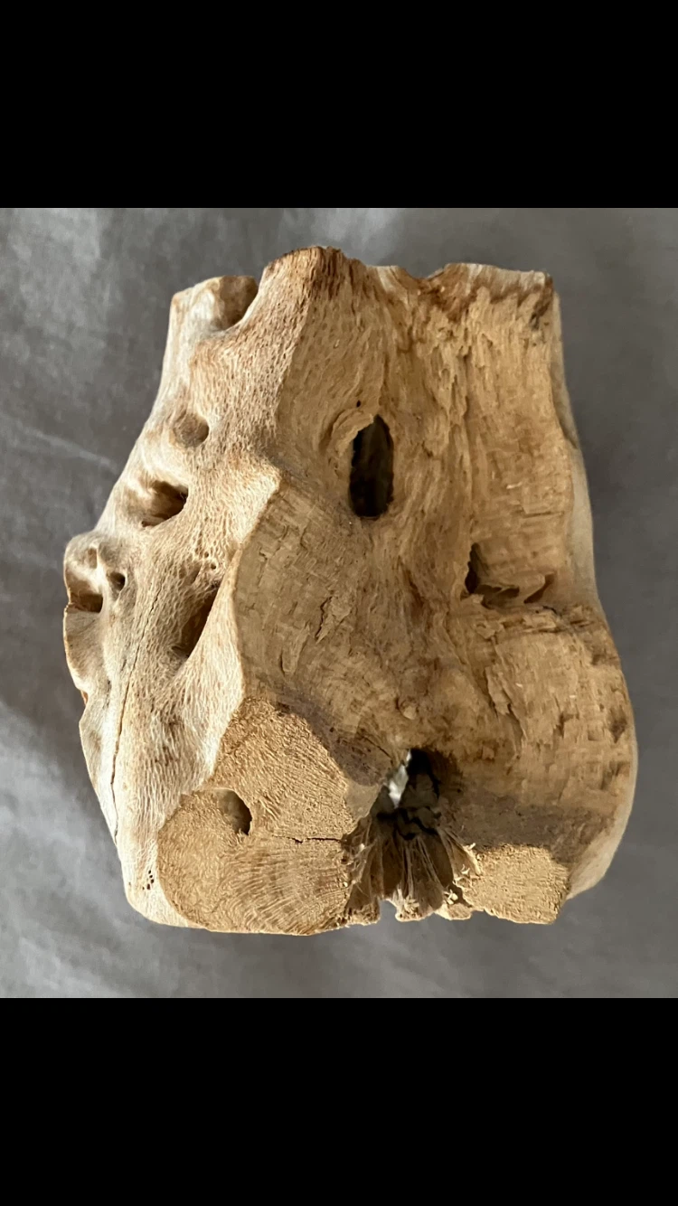 Cholla wood piece 🪵🤎🐠🐟 🐡🦐🐢🐍🦎🌱 - photo 3