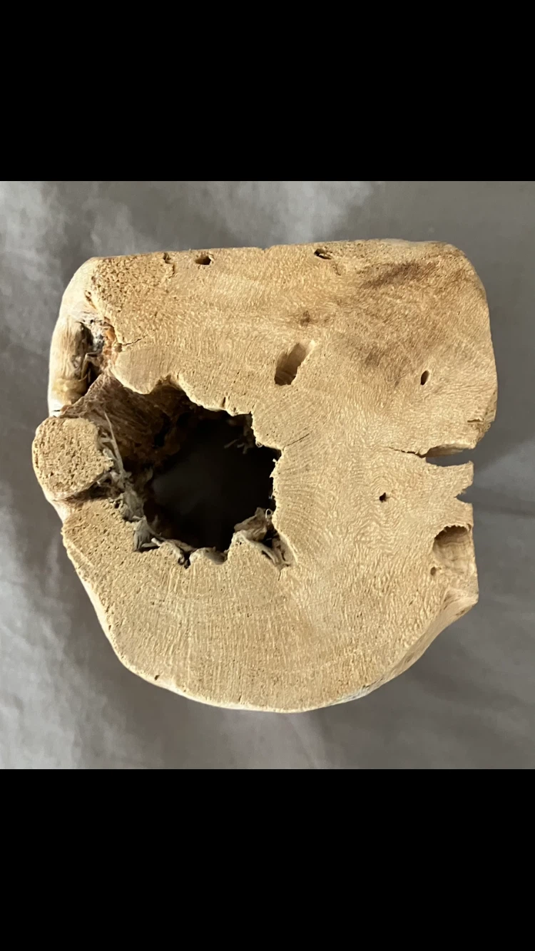 Cholla wood piece 🪵🤎🐠🐟 🐡🦐🐢🐍🦎🌱 - photo 5