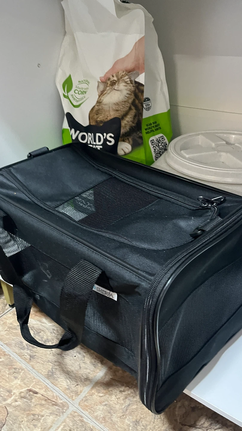 Free cat supplies - photo 3