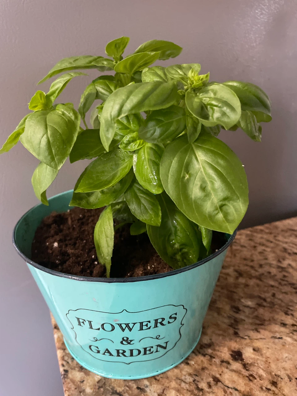 Basil Plant in Decorative Pot