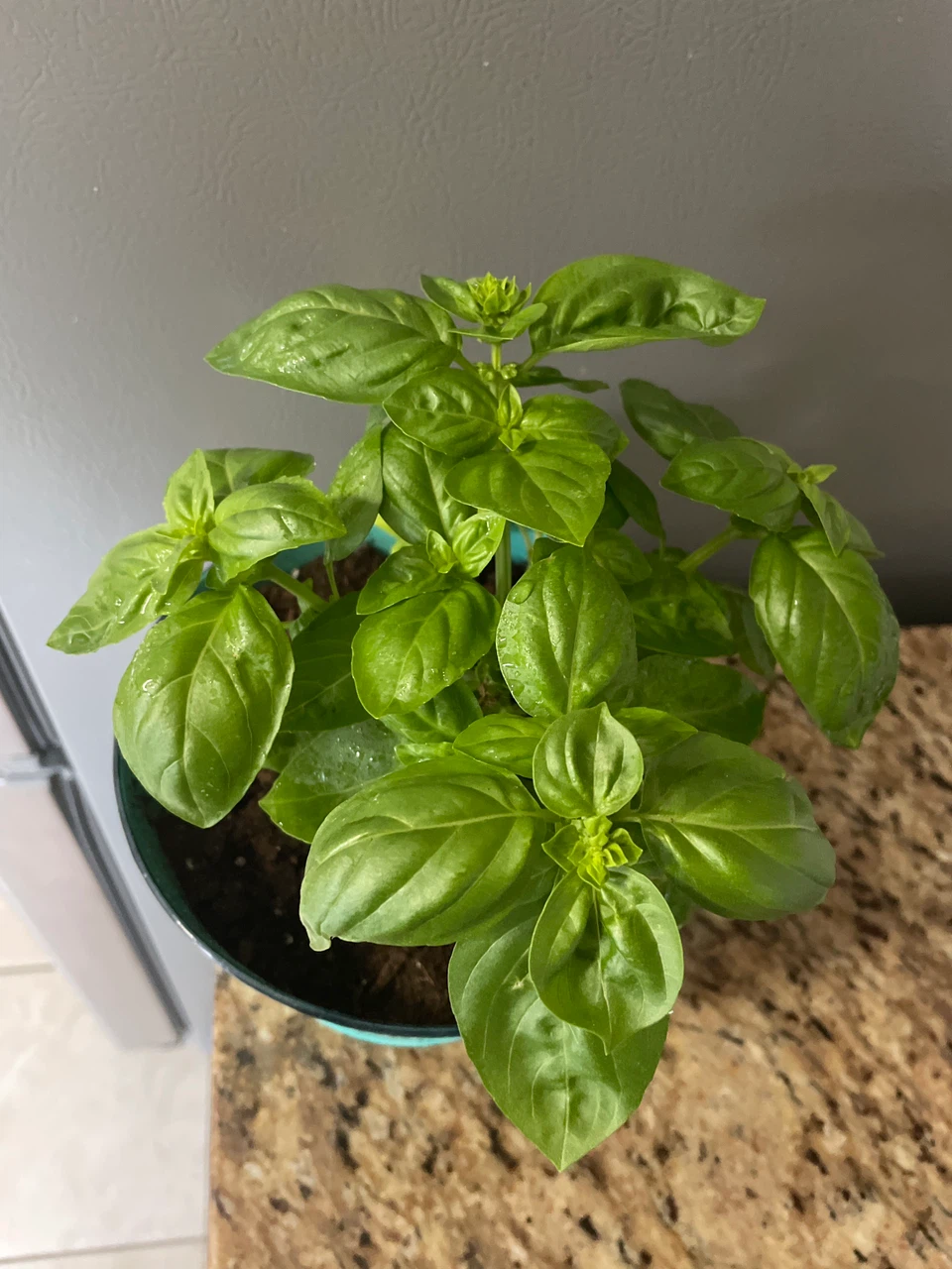 Basil Plant in Decorative Pot - photo 2