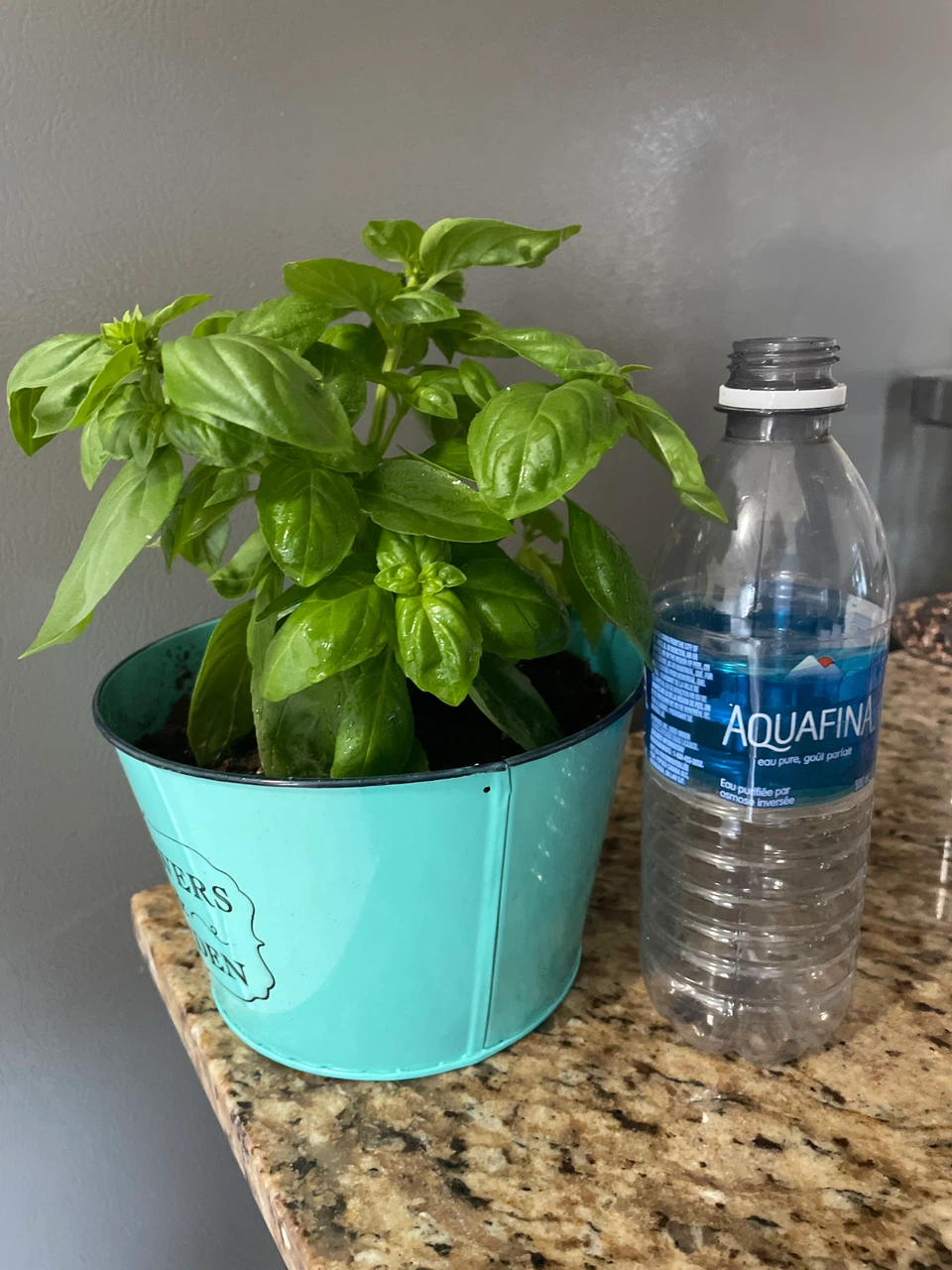 Basil Plant in Decorative Pot - photo 3