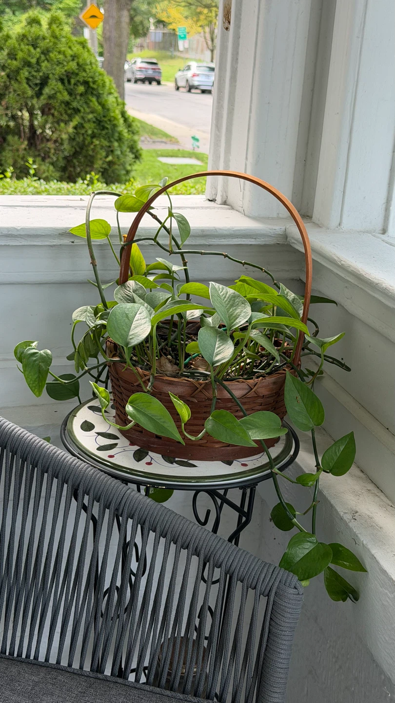 Pothos Plant in Wicker Basket