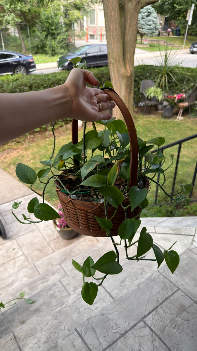 Pothos Plant in Wicker Basket - photo 2