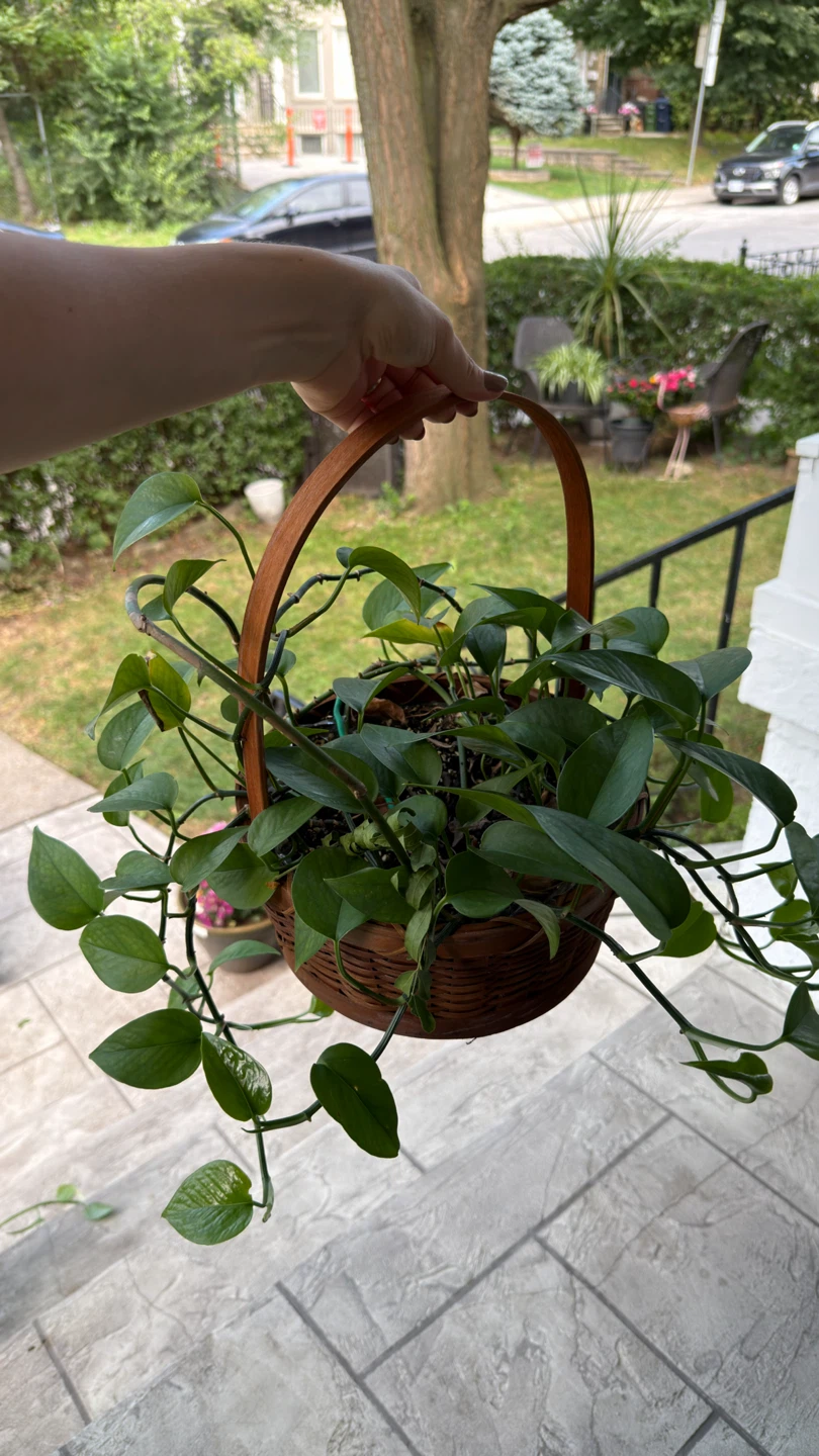 Pothos Plant in Wicker Basket - photo 3