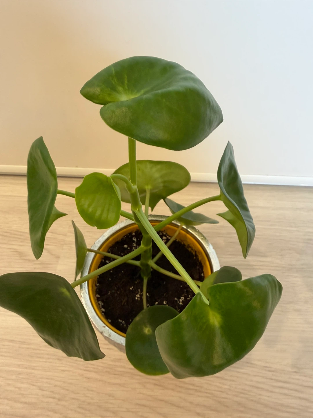 Healthy Raindrop Peperomia in a Silver Pot - photo 5