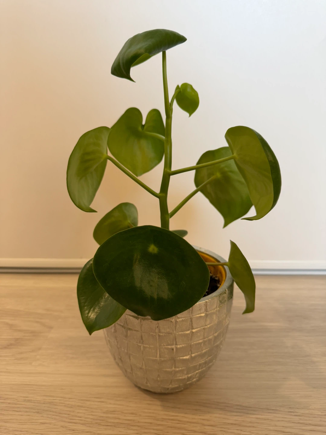 Healthy Raindrop Peperomia in a Silver Pot - photo 2