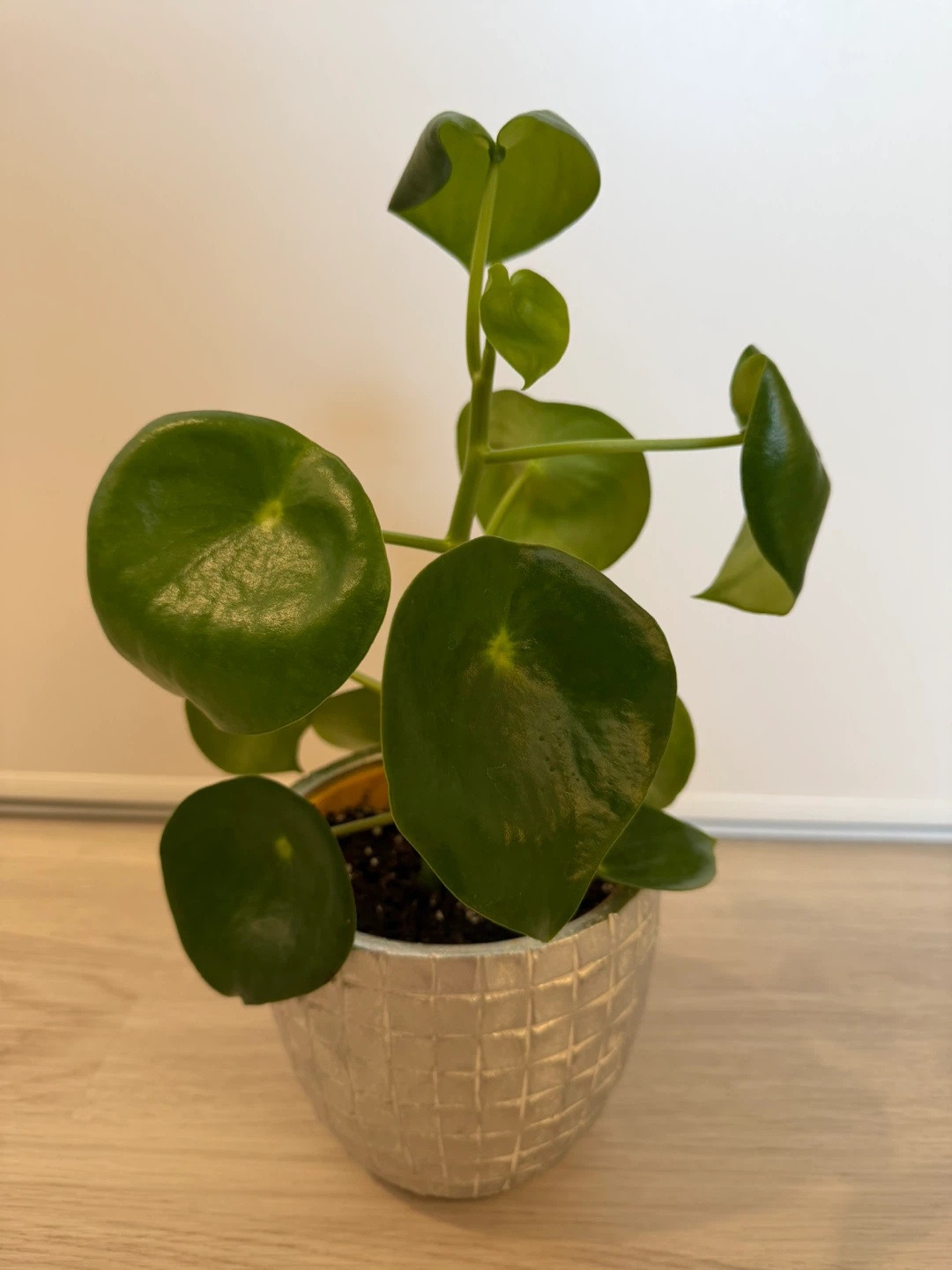 Healthy Raindrop Peperomia in a Silver Pot - photo 3