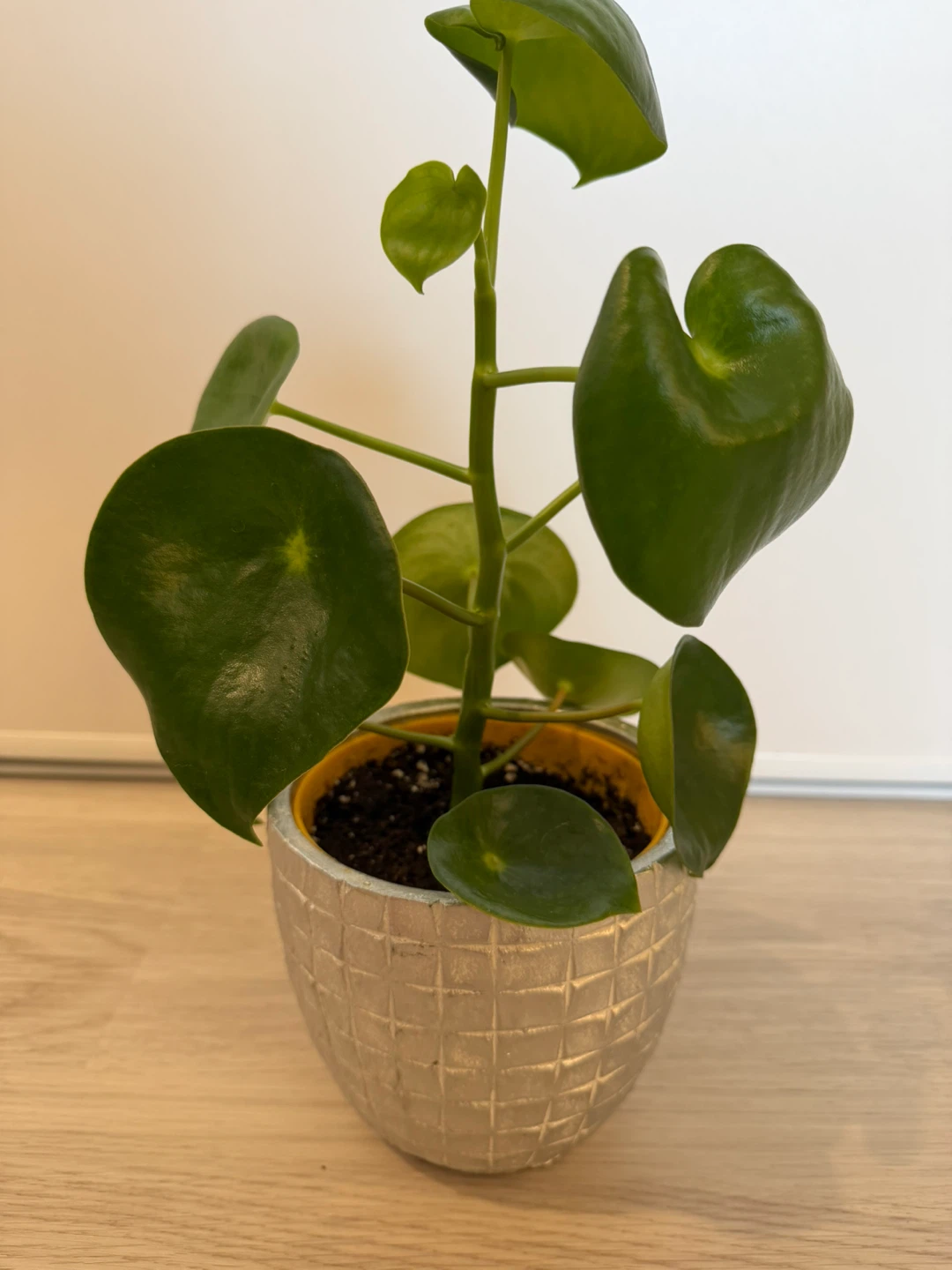 Healthy Raindrop Peperomia in a Silver Pot - photo 4
