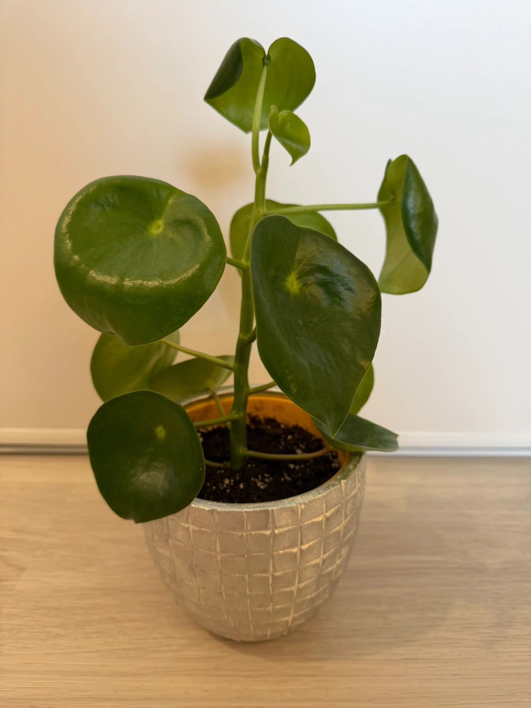 Healthy Raindrop Peperomia in a Silver Pot