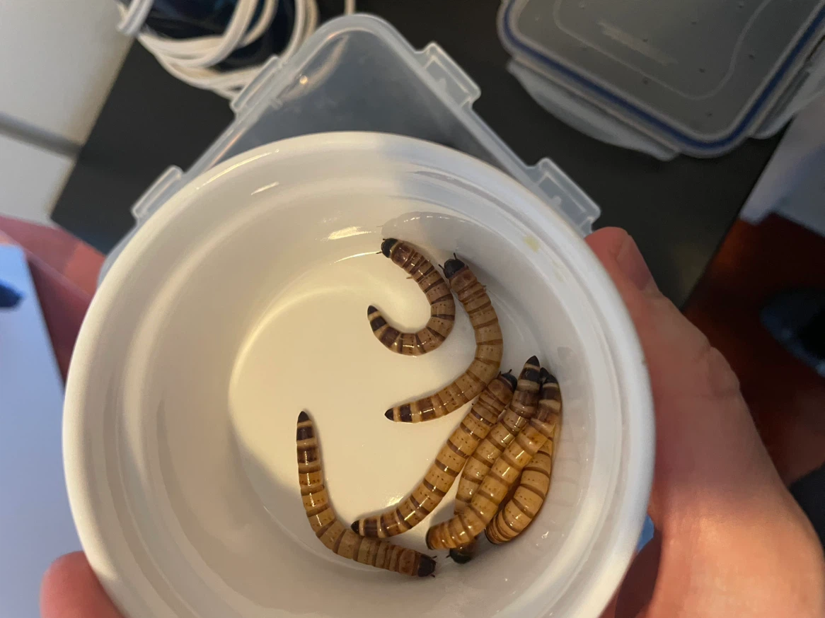 Superworms for mid-sized lizards