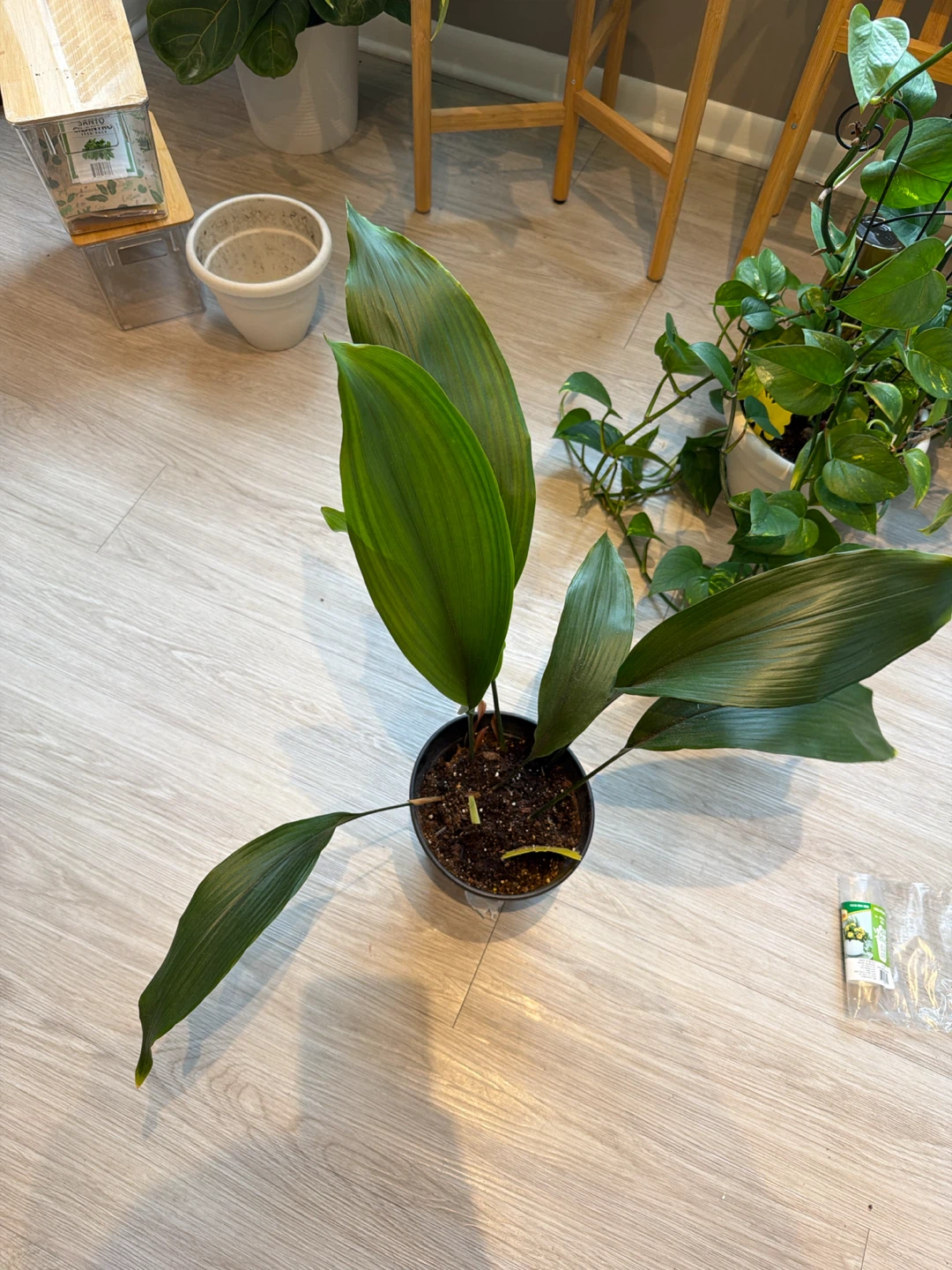 Cast iron plant