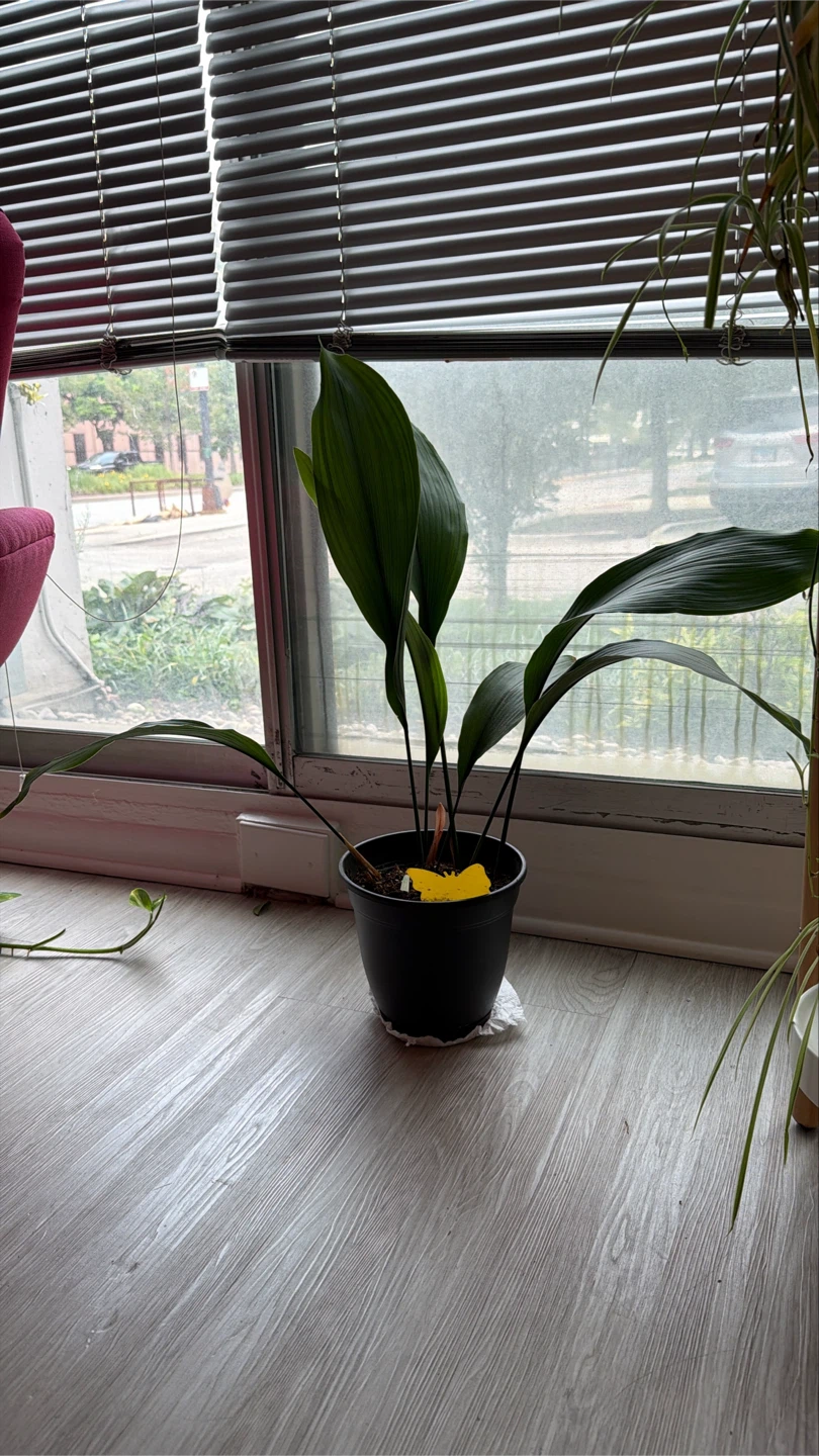 Cast iron plant - photo 2