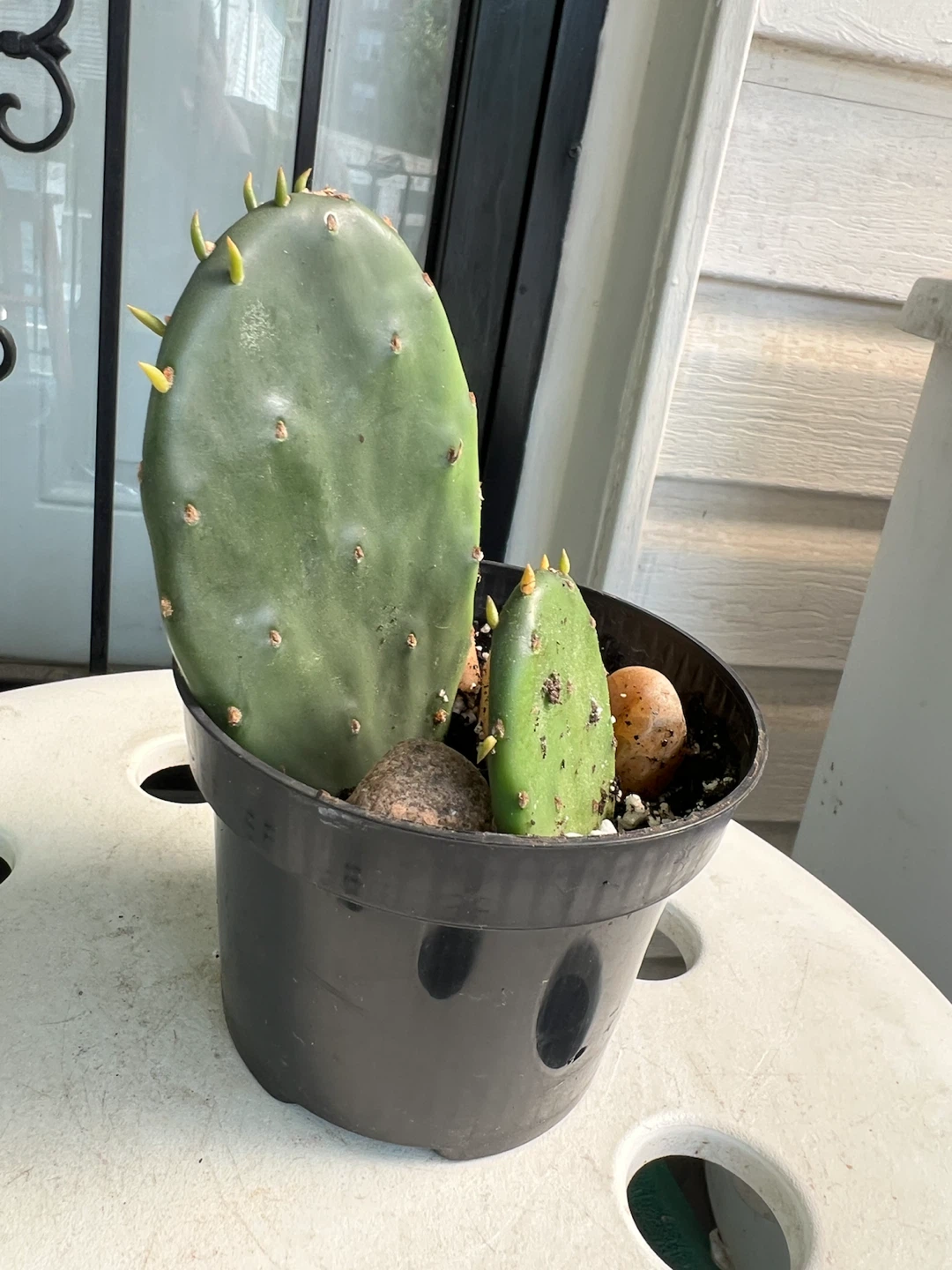 Opuntia Cactus Plant in Pot