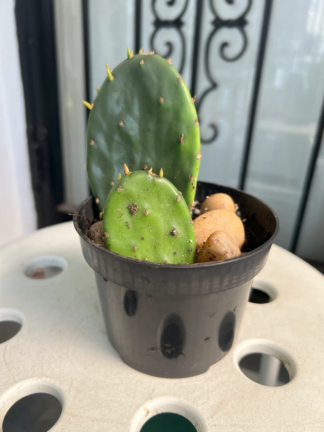 Opuntia Cactus Plant in Pot - photo 2