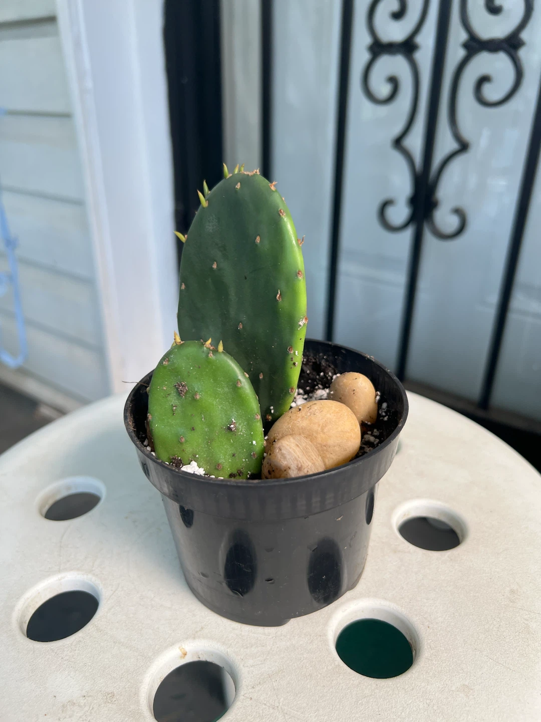 Opuntia Cactus Plant in Pot - photo 3